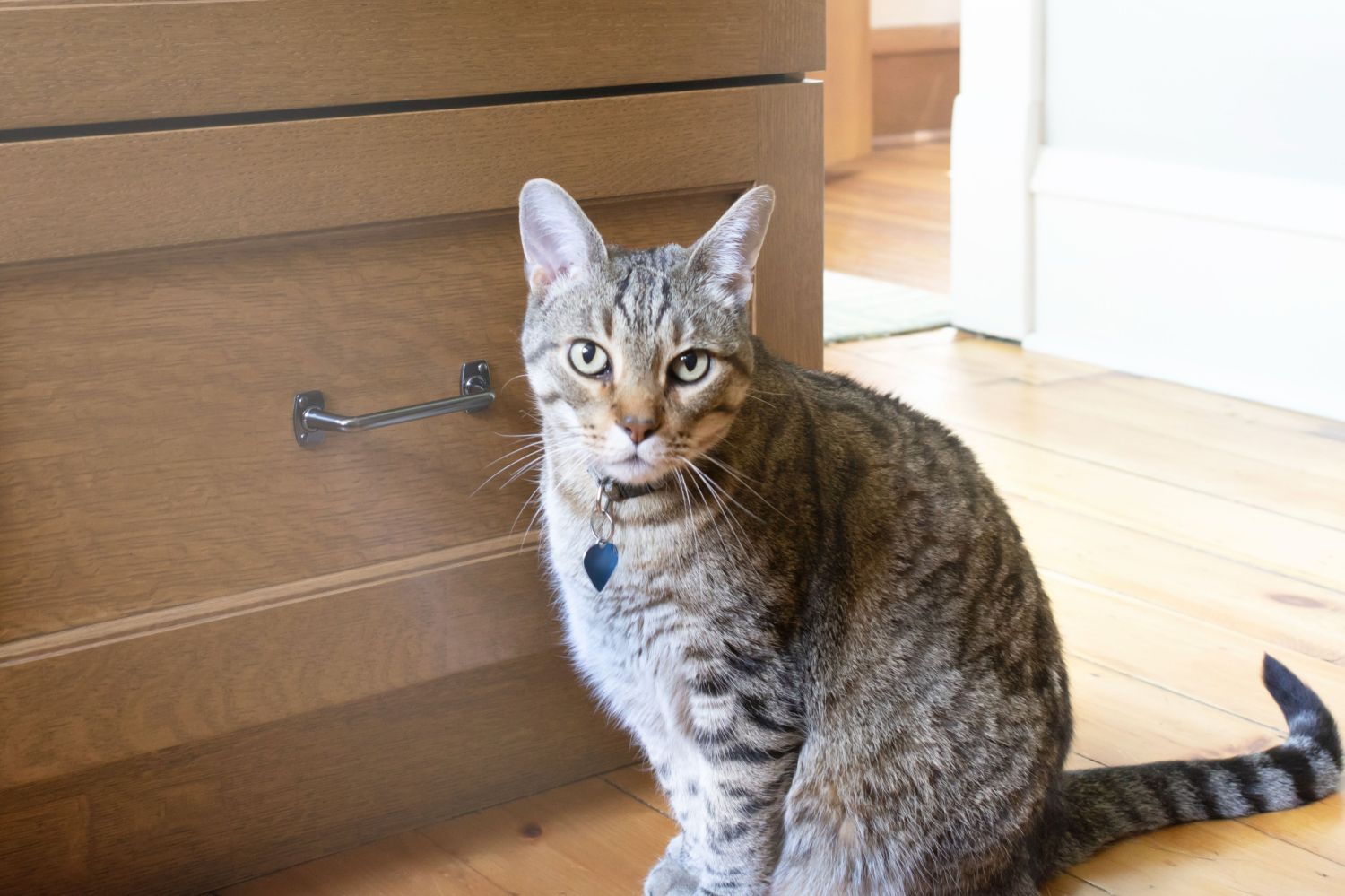 the cat