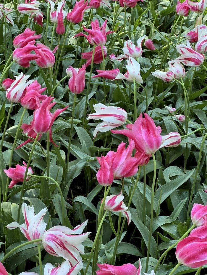 Tulips